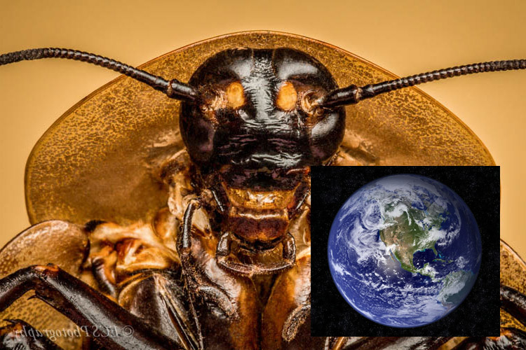 why insects rule the earth pedigogy