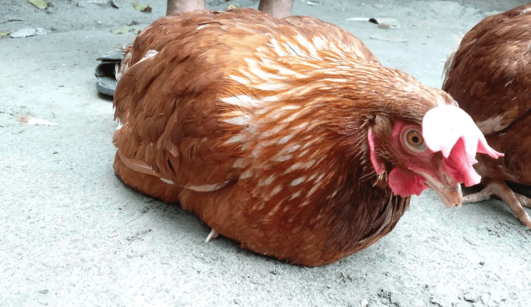 Understanding Gout in Poultry: Causes, Diagnosis & Prevention
