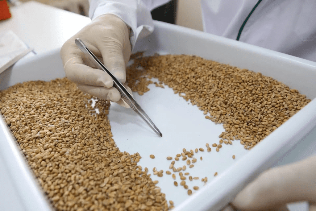 Quality seed