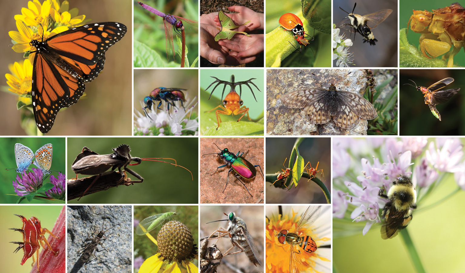 Why Insect Why Insects Dominate Earth: Survival Secrets Revealed - Pedigogy