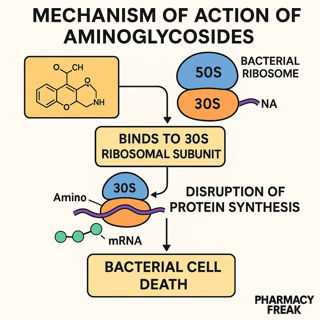 Mechanism of Action of Aminoglycosides in pharmacology