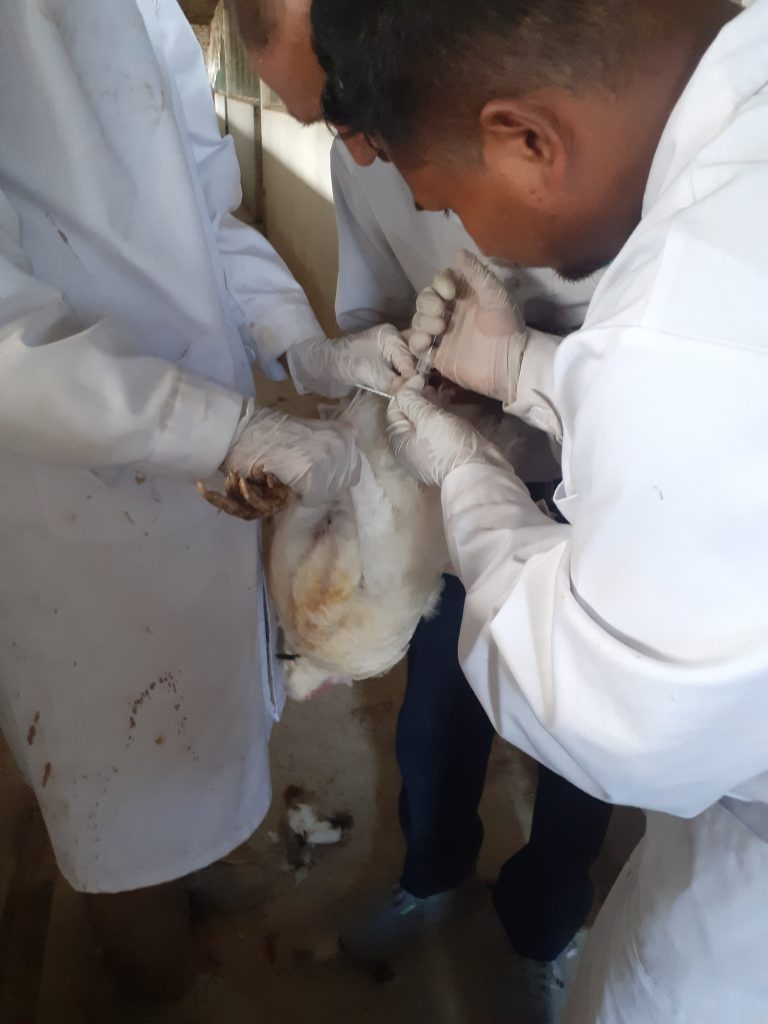 insemination