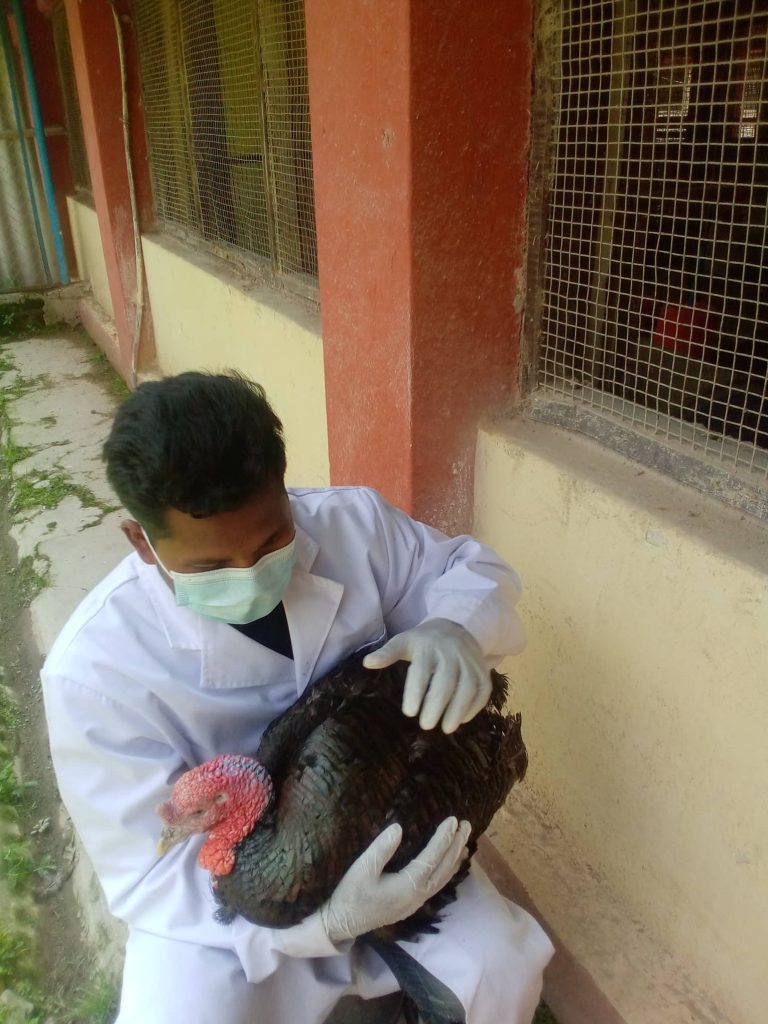 Artificial insemination