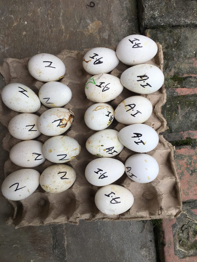 egg after insemination