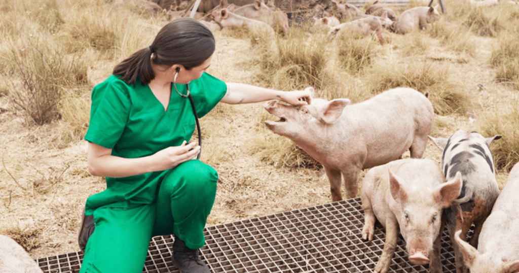 Aim of Veterinary Public Health pedigogy