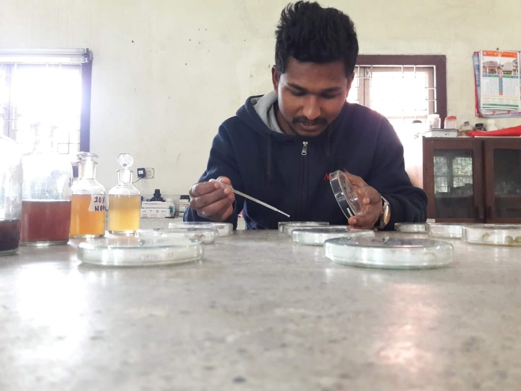 pouring of aqueous extract of neem in pea seeds