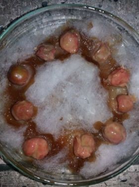 seed destroyed due to aqueous moringa extract