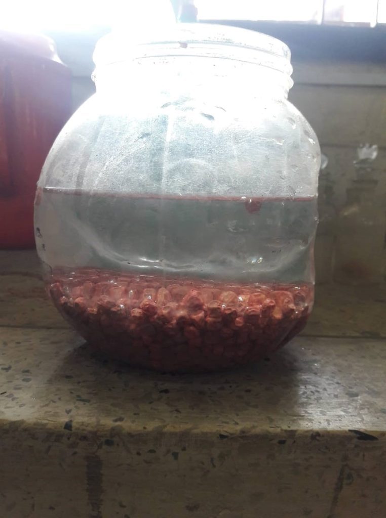 soaking of pea seeds in water