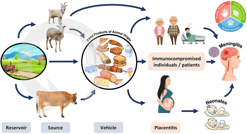 Major Meat-Borne Pathogens