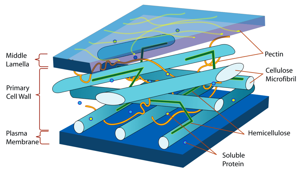 Composition of Plant Cell Wall  pathogen pedigogy