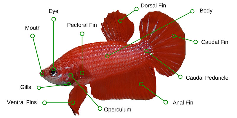 types of fin in fish and their functions