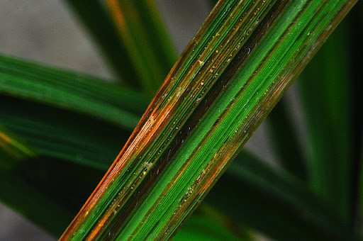 Bacterial leaf streak interveinal lesions on rice
