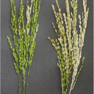 neck or panicle blast disease of rice