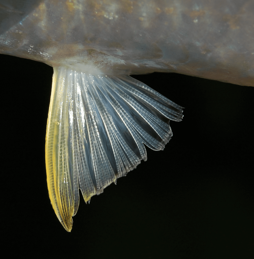 diagram showing pelvic fin
