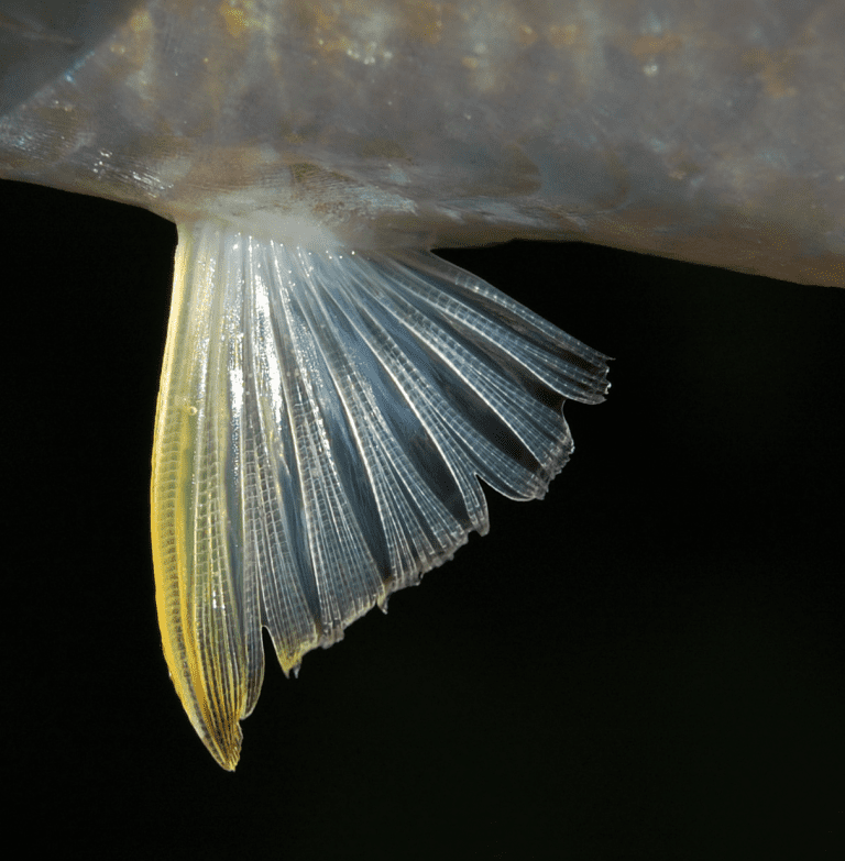 Types of Fin in Fish and Their Functions - Pedigogy