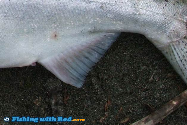 diagram showing anal fin