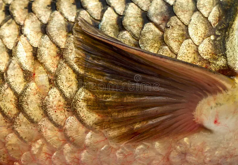diagram showing pectoral fin