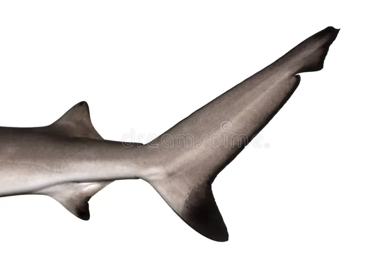 diagram showing caudal fin