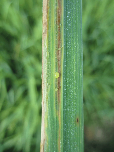 Bacterial leaf blight symptoms on rice leaves