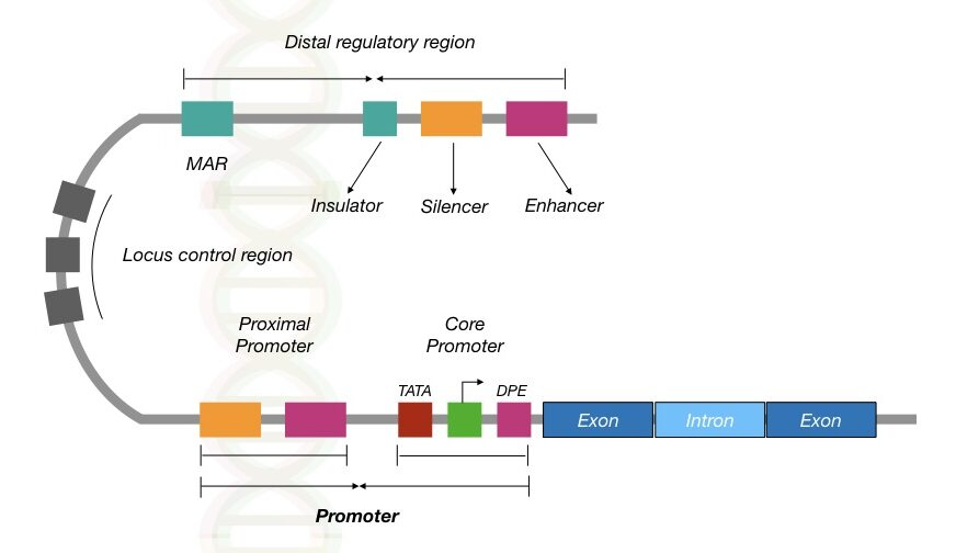fine structure of gene