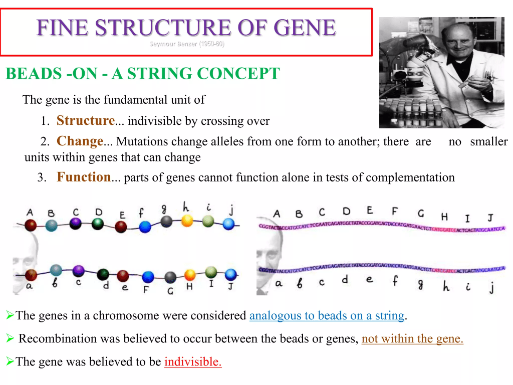 Benzer’s Experiment and Genetic Fine Structure