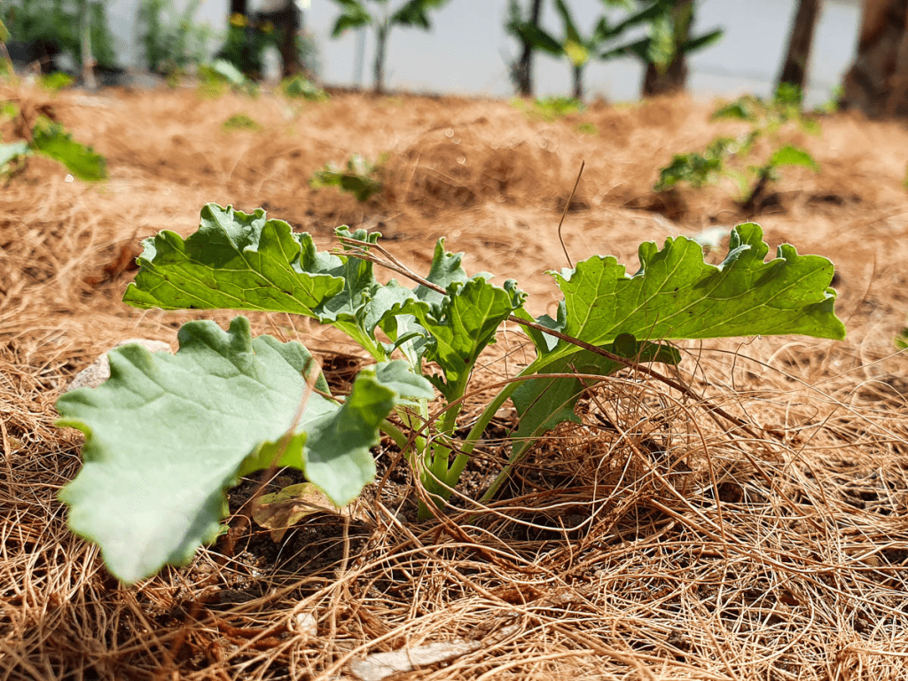 mulching on organic weed control